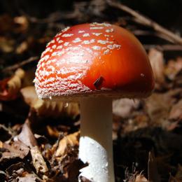 Un champignon croisé en chemin