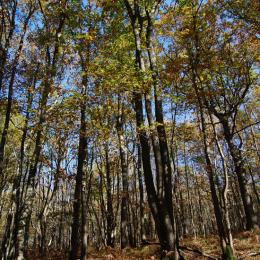 Forêt de chênes pédonculés