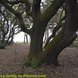 Au bois de la Chaize