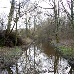 Un canal dans le marais