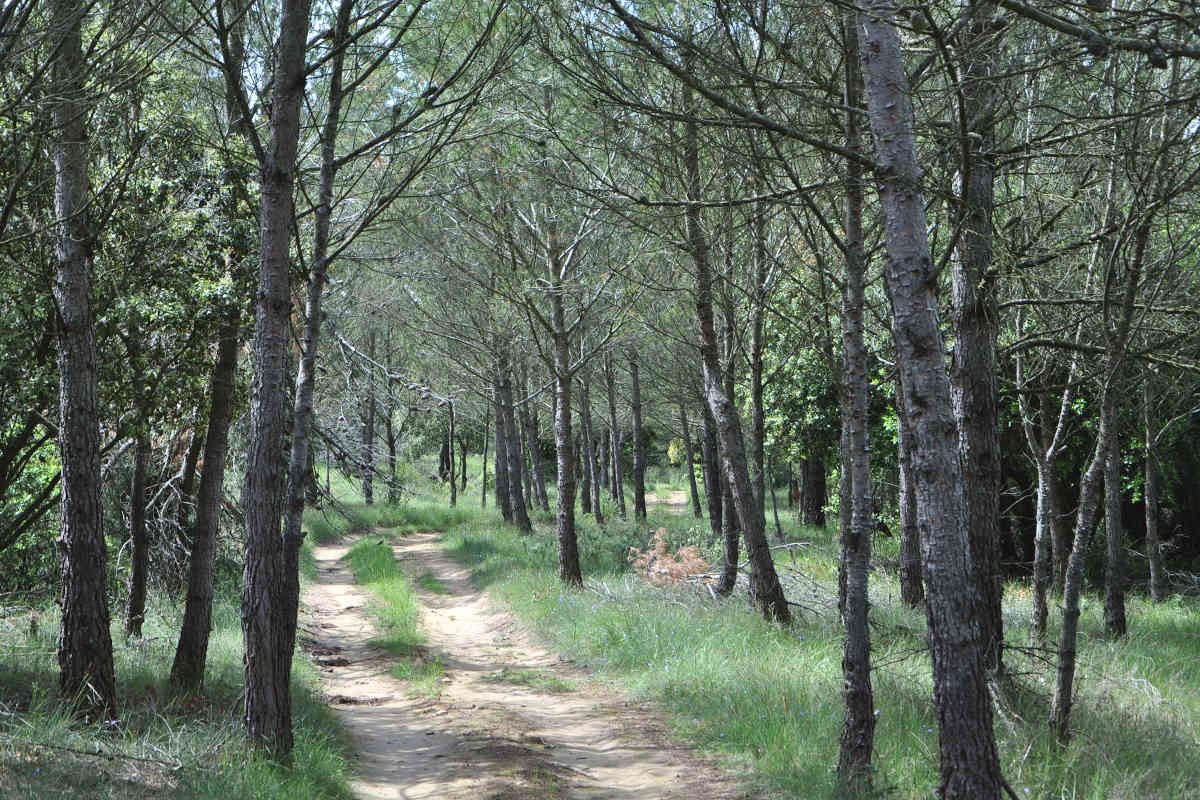 Chemin dans un bosquet de pins d'Alep