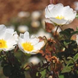 Ciste blanc à feuilles de sauge