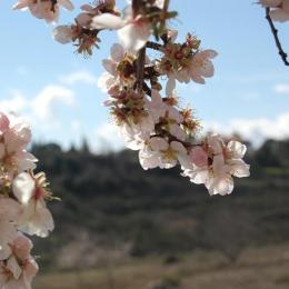 Amandier en fleur