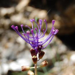 Le muscari commun