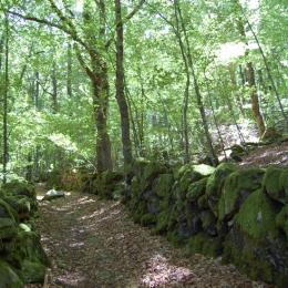 Forêt de hêtres