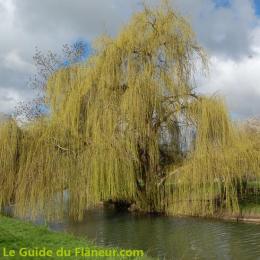 Un Saule Pleureur dans le Marais