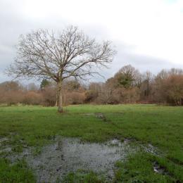 Paysage de marais