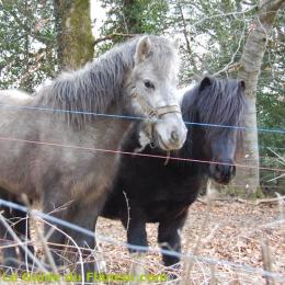 Poneys dans leur enclos