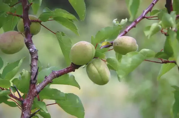 Abricots en poduction biologique