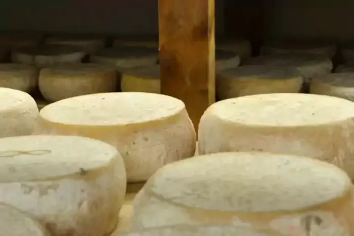 Affinage du fromage de brebis en cave à la ferme de Cazaux