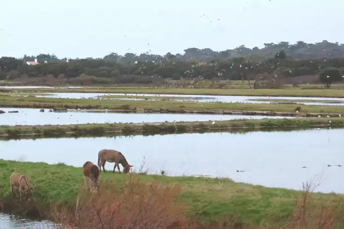 Des ânes et des oiseaux sur le marais de Müllembourg