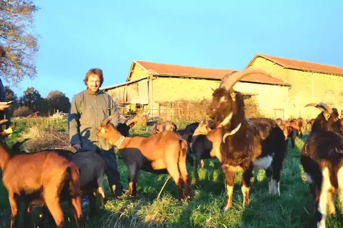 Antoine et son troupeau de chèvres à Gorre