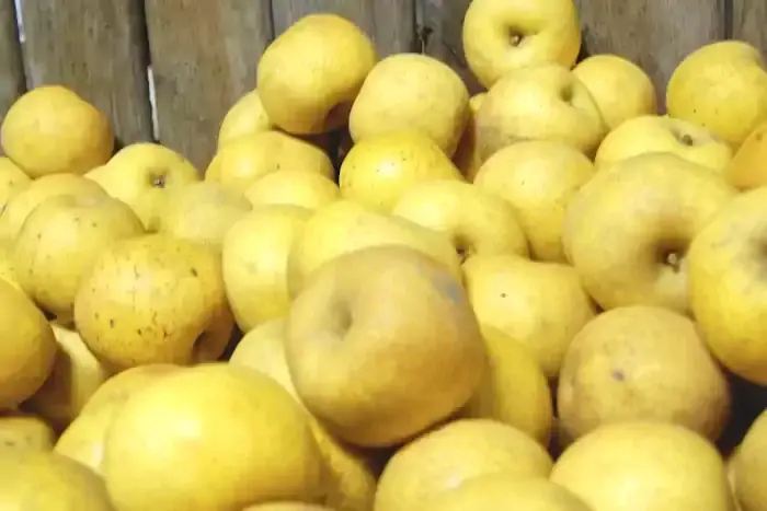 Caisse de pommes de variété Clochard