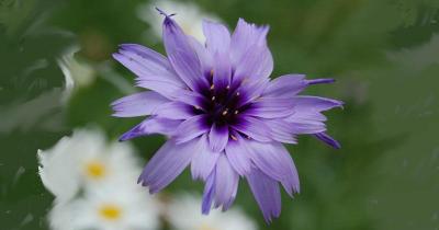 Catananche bleue 1200