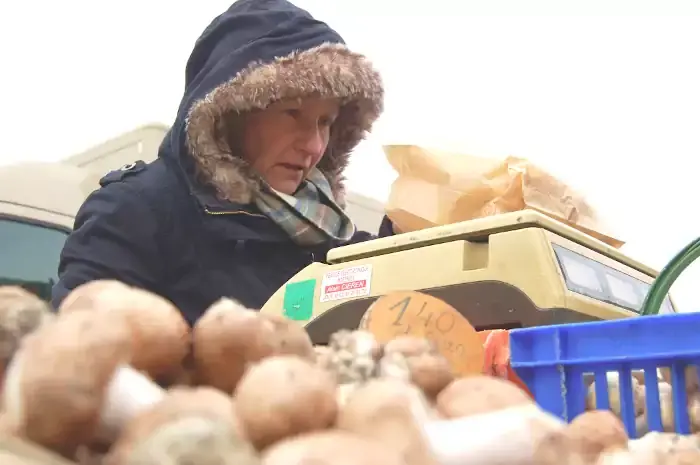 Champignons de la variété Délice de Saumur sur le marché de Montsoreau