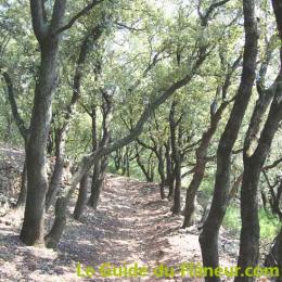 Chemin bois chene