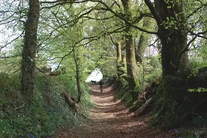 Chemin creux sur la randonnée de la chaire des druides à Maël-Pestiven