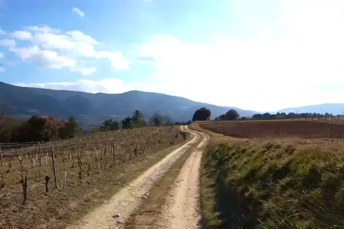 Chemin dans les vignes de Saint-Polycarpe