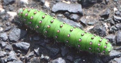 Chenille petit paon nuit chemin caunette 1200