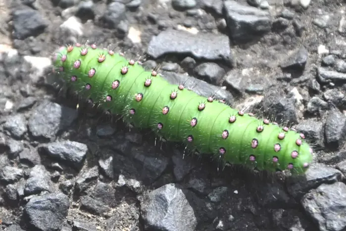 Chenille petit paon de nuit sur la randonnée à La Caunette