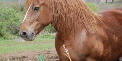 Cheval breton 1