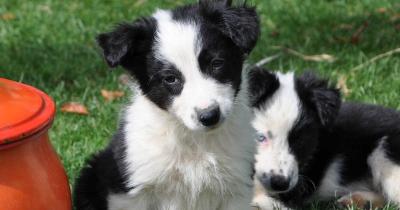 Chiots border collie ferme vie estive baudean 1200