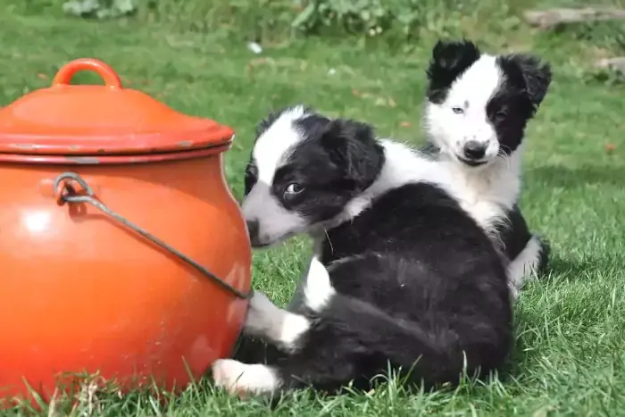 Chiots Border Collie de Vie d'Estive