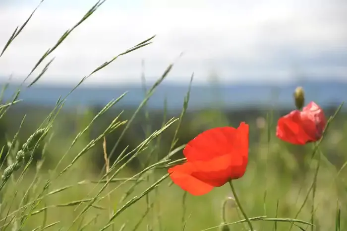 Coquelicot en fleur symbole de la force de la solidarité