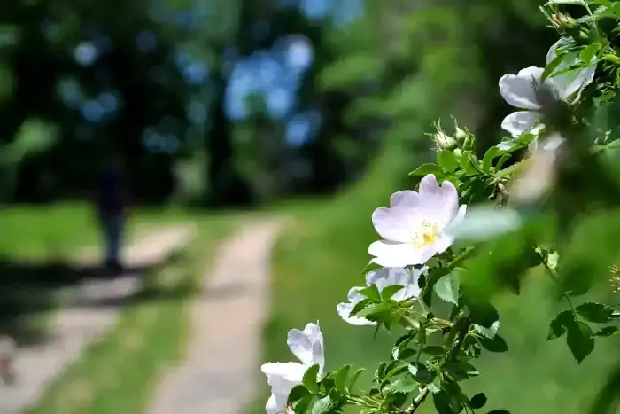 Un églantier en fleurs sur le chemin du plateau de Lacamp