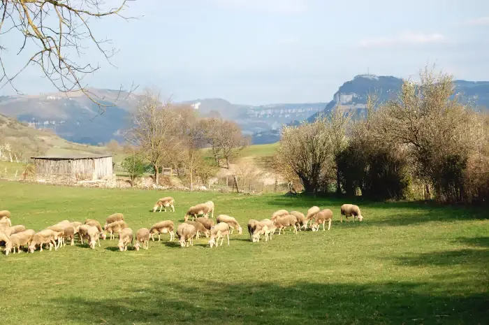 Une élevage de brebis de la production du fromage de Roquefort d'Occitanie