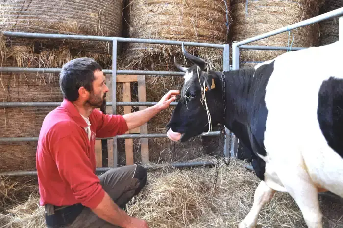 L'éleveur à l'étable avec sa vache de la race Pie Noire