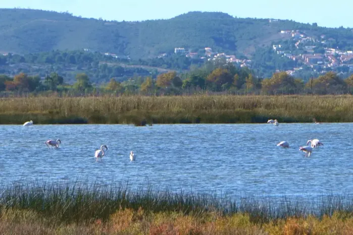 Flamants roses sur l'étang de Campignol à Gruissan