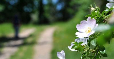 Fleur eglantier chemin plateau lacamp 1200