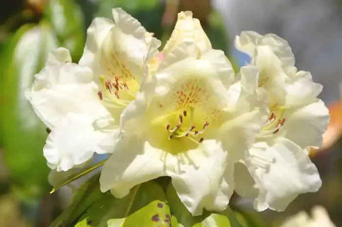 Fleurs de rhododendron du parc floral de Combrit