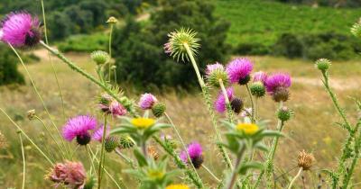 Floraison chardon chemin la caunette 1200