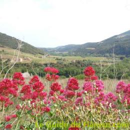 Floraison lilas sauvage