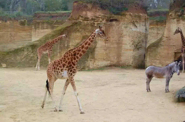 Les girafes du zoo de Doué-la-Fontaine