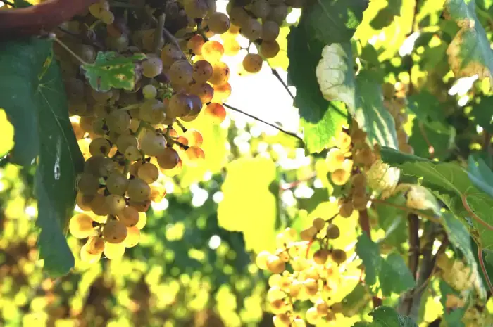 Des grappes de raisin du cépage Petit Mancin de l'appellation Pacherenc