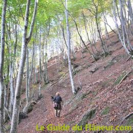 Hêtraie sur la rando de Campan