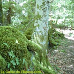 Chemin en forêt à Lamontélarié