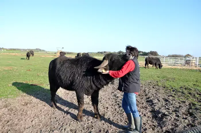 Marisa caressant une bufflonne à la Chèvrerie de la Baie