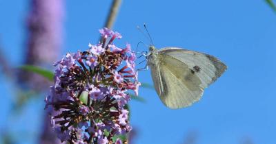 Papillon pieride chou buddleia fleur 1200