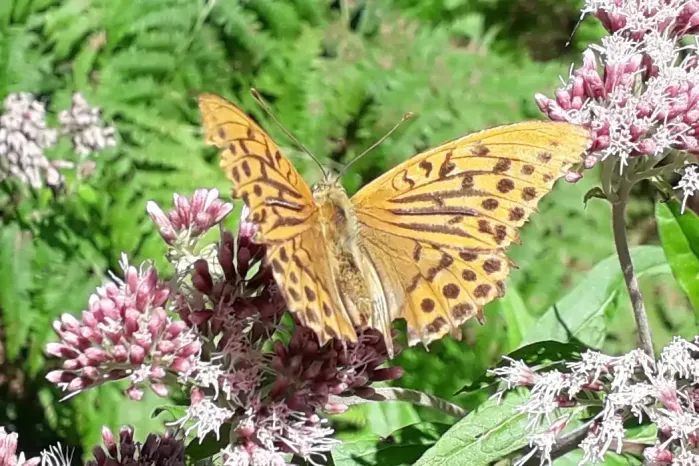 Papillon Tabac d'Espagne sur la randonnée à Roquerlan