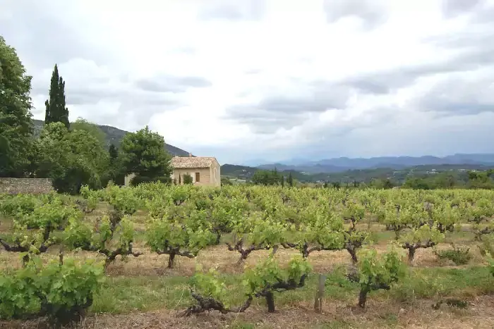 Patrimoine bâti dans les vignes sur la randonnée à Malaucène