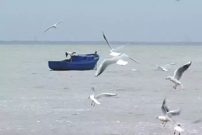 Paysage maritime de mouettes autour d'une barque au hameau du Vieil