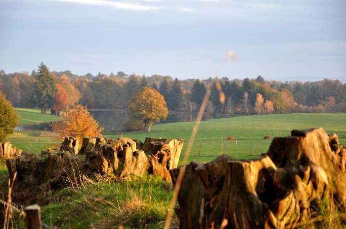 Paysage de prairies et de vaches de race limousine dans la région du Limousin