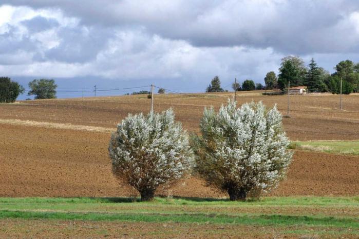 Paysage de terres agricoles du territoire du Lauragais