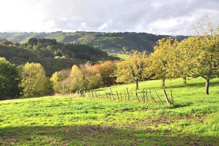 Paysage de vergers de pommiers à Aubazine en Corrèze