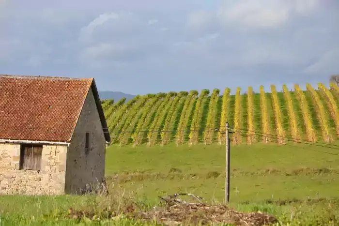 Paysage de vignes sur la randonnée entre et vin noix à Queyssac-les-Vignes