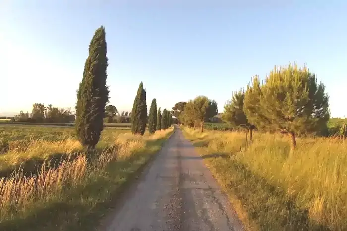 Petite route bordée de cyprès sur la randonnée à Fanjeaux